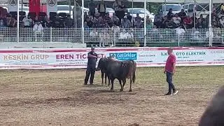 kafkasör 2024 yıldızlar küçük orta finali 1.akif pehlivan tiko 2. Hızır  obama