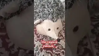не самый умный ...
