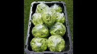 Harvesting and Packaging Lettuce