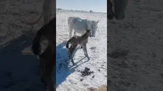 A foal was born in the cold