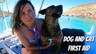 Dog and Cat First Aid with the Sailing Veterinarian (in a bikini!): Chuffed Adventures S6Ep22