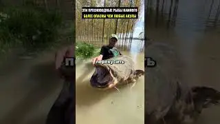 Even crocodiles are afraid of these fish.