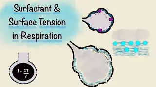 Surfactant and Surface Tension in Respiration | Breathing Mechanics | Respiratory Physiology