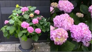 Bouturage hortensia - Hydrangea cuttings