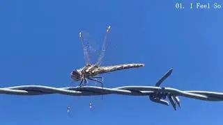 4lung - Barbed Wire Dragonfly (Official Audio)