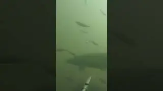 ПОДВОДНАЯ ОХОТА В ЗАВАЛАХ!!!