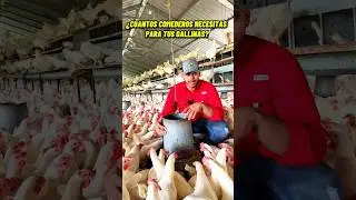 ¿Cuantos comederos necesitas para tus gallinas?🐔 #gallinas #eggs