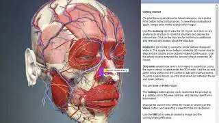 Lateral nasal artery | Arteries of head and neck | 3D Human Anatomy | Organs