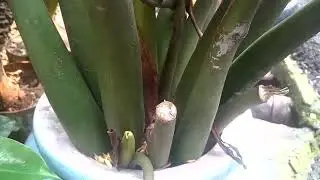 118 BSF Zamioculcas zamiifolia oleh Novia Lis Cahyati