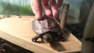 Tickling the Turtle and dance