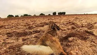 Mixolepus, el futuro de la liebre