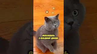 A cat's reaction to twin sisters 😱🤭
