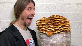 What Do You Know About MUSHROOMS? 🍄