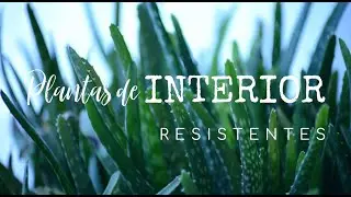Plantas de interior resistentes y fáciles de cuidar