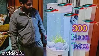 Building Huge NEON TETRA Aquascape (cylinder Aquarium) by AFSHA'S FISH WORLD #neonfish #video31