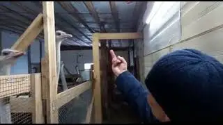 Как успокоить страуса