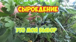 СЫРОЕДЕНИЕ, выбор системы здорового питания