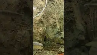 Northern Pike In Fish Tank