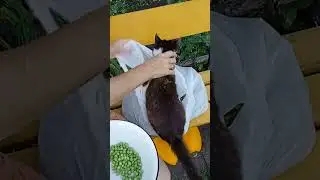 Вася пирожков 😀😀😀