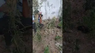 Foto tanaman liar juga keren kok
