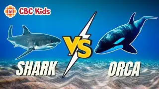 Sea Animal Facts: Shark vs. Orca | CBC Kids