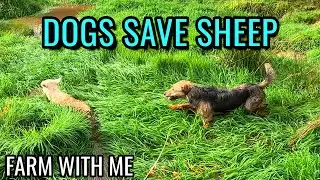 Dogs Save Sheep From Drowning