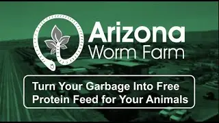 Free High Protein Food for Your Poultry! BSFL Training