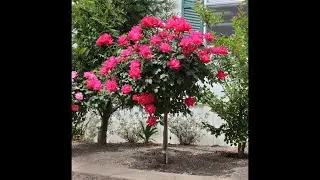 Saving a discounted rose tree