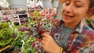 PEPEROMIA come curarla