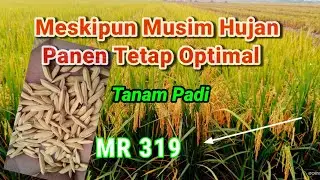 "PADI MR_319" PADI TAHAN BANTING SEGALA CUACA #Padi319#PadiUnggul#padiviral2022