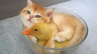 Kitten Sammy can't sleep without this yellow fluffy duck