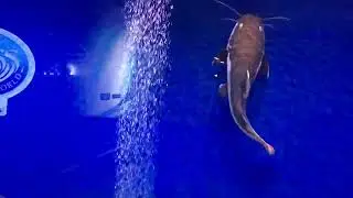 Unique fish collection