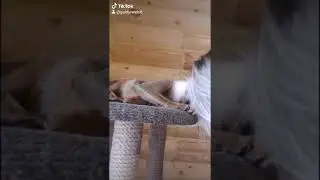 Абиссинская кошка Джесс. Любовь...