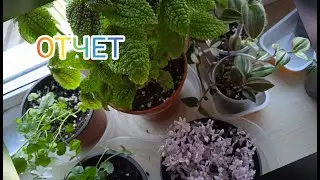 Прошло полтора месяца. Растения от Анны Пирматовой.