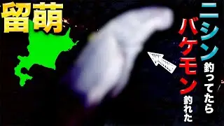 【留萌ニシン釣り！】ニシン釣りでサビキしてたらバケモンが釣れた【ニシング】