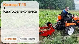 Обзор: Мини-трактор Кентавр Т-15 (Toyokawa) с картофелекопалкой в работе