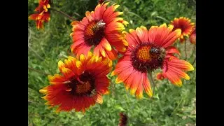 Удивительно красивые и чудесные цветы! / Amazingly beautiful and wonderful flowers!