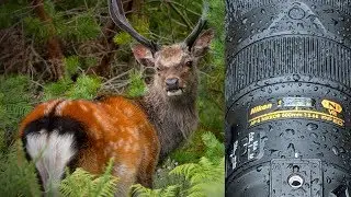 Sika Deer are Amazing | Wildlife Photography Vlog | Nikon D850 & 500PF