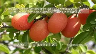 Tree of Life Body Scrub