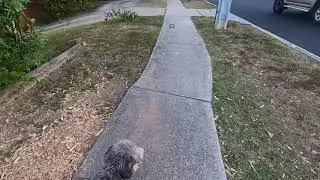 Walking near Aspley State School