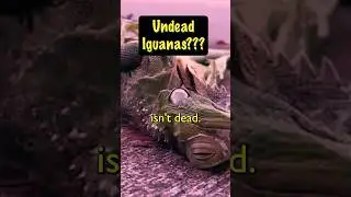 It's Raining Iguanas