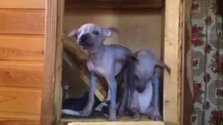 Ксоло в продаже!