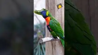 Mixing Parrot and Crocodile