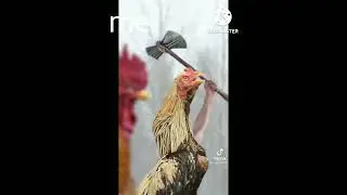 When parents are not home and you are with your friends | chicken version