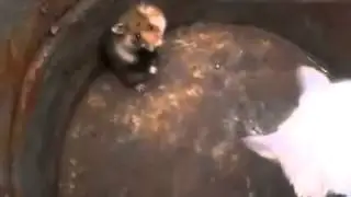 БЕШЕНЫЙ ХОМЯК НАПУГАЛ КОТЭ ДО УСРАЧКИ