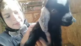 У Сюзанны козлик и козочка! 🐐🐐