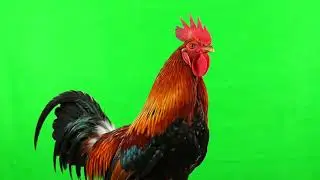 Rooster Crowing – Green Screen VFX in 4K (MP4 + Transparent MOV)