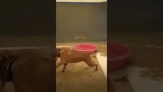 new playgroup video!  #dog  #emptytheshelters