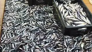 улов корюшки.