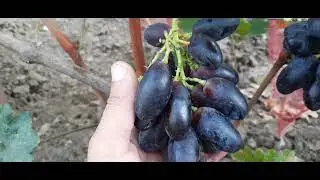 ГФ Винограда ЕФИМ (Калугин В.М.). 17.09.2023г.